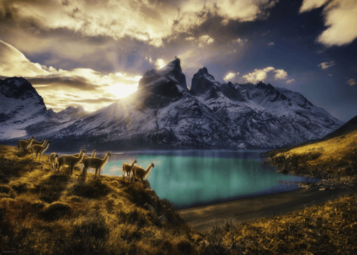 Puzzle 1000 pzs. Humboldt Ed. Guanacos